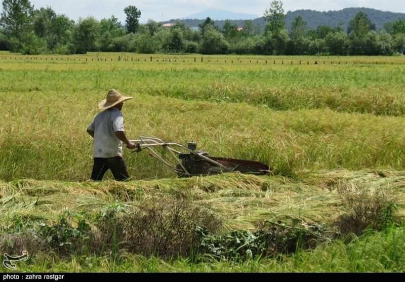 جیب پرپول دلالان با برنج ۳۰۰ هزار تومانی/ باز هم برنجکاران شمالی قربانی شدند!