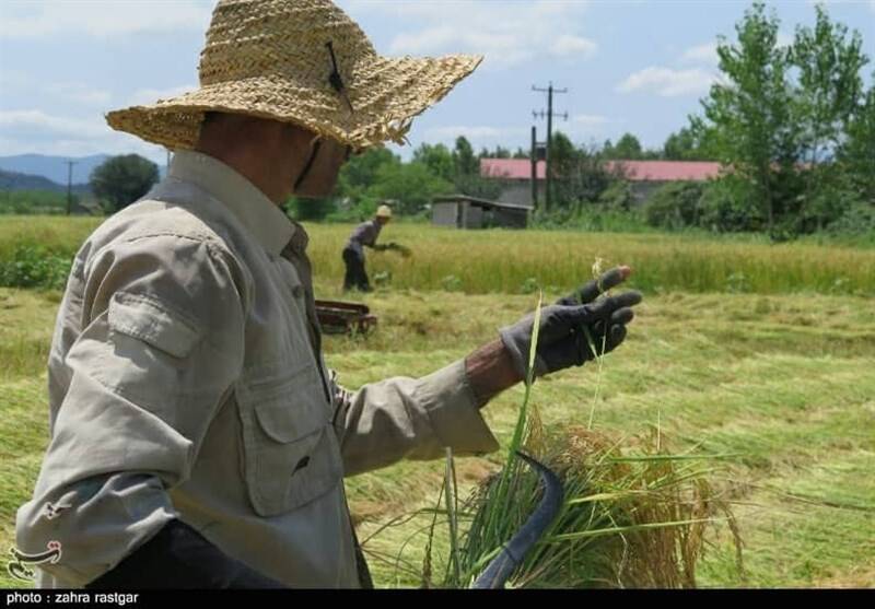 جیب پرپول دلالان با برنج ۳۰۰ هزار تومانی/ باز هم برنجکاران شمالی قربانی شدند!