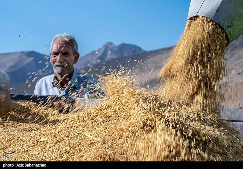 جیب پرپول دلالان با برنج ۳۰۰ هزار تومانی/ باز هم برنجکاران شمالی قربانی ‌شدند!