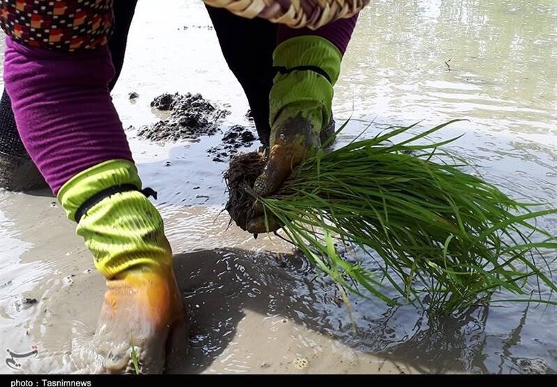 جیب پرپول دلالان با برنج ۳۰۰ هزار تومانی/ باز هم برنجکاران شمالی قربانی ‌شدند!