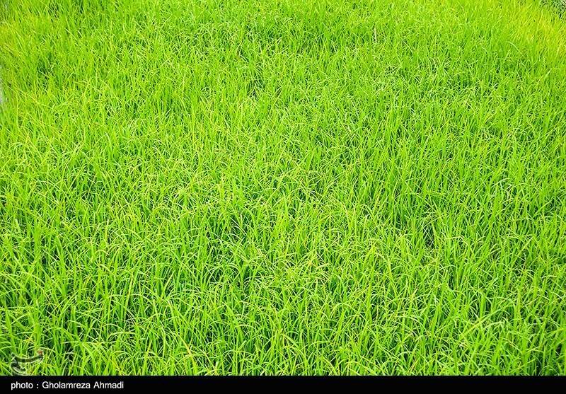 جیب پرپول دلالان با برنج ۳۰۰ هزار تومانی/ باز هم برنجکاران شمالی قربانی شدند!