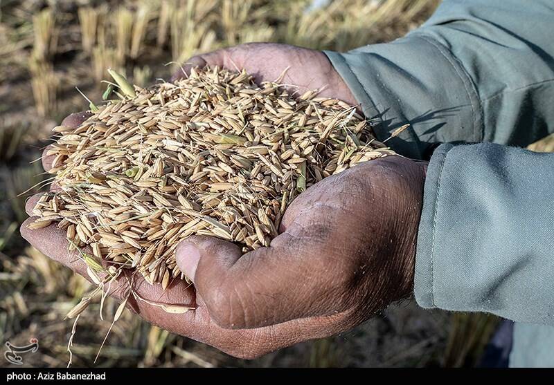 جیب پرپول دلالان با برنج ۳۰۰ هزار تومانی/ باز هم برنجکاران شمالی قربانی ‌شدند!