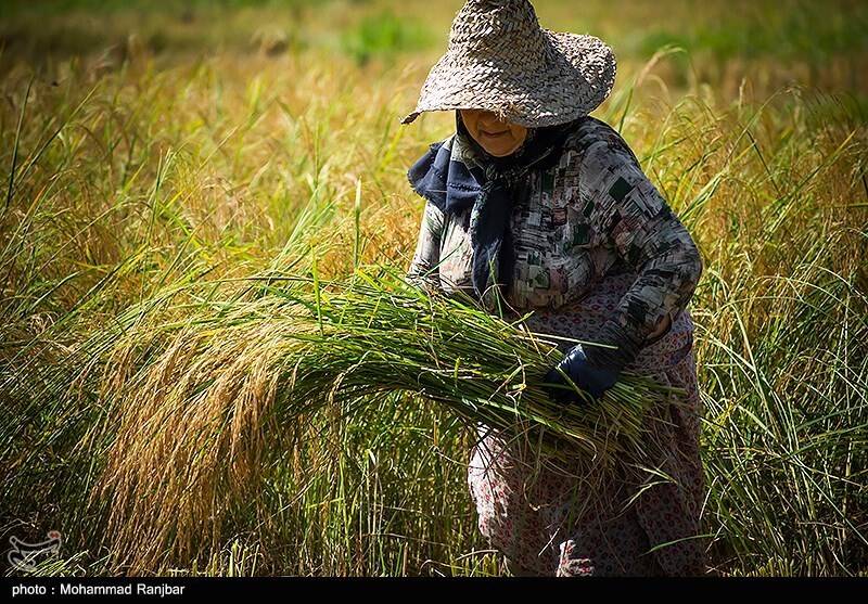 جیب پرپول دلالان با برنج ۳۰۰ هزار تومانی/ باز هم برنجکاران شمالی قربانی ‌شدند!
