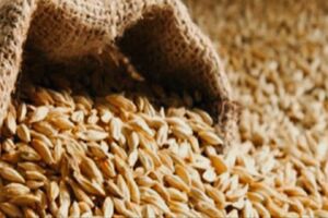 «افزایش قیمت بذر جو دولتی»