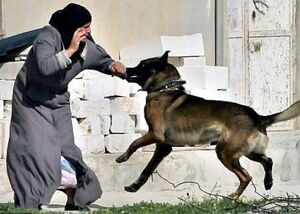 سگ را گشاده‌اند و سنگ را بسته!