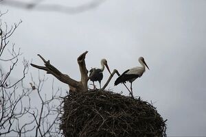 فیلم/ ۲ دهه همسایگی لک‌لک‌ها با اهالی این روستا