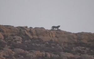 ثبت تصویر پلنگ ایرانی در منطقه سادول
