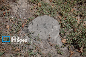 گردن‌زنی درختان چنار در بابلسر؛ ماجرا چیست؟