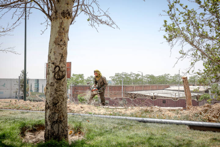 گردن‌زنی درختان چنار در بابلسر؛ ماجرا چیست؟