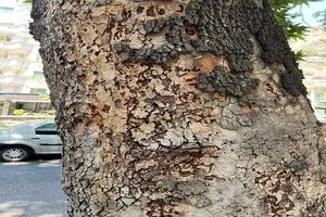 حمله حشرات چوب‌خوار به درختان چنار تهران
