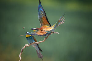 عکس/ دنیای پرندگان
