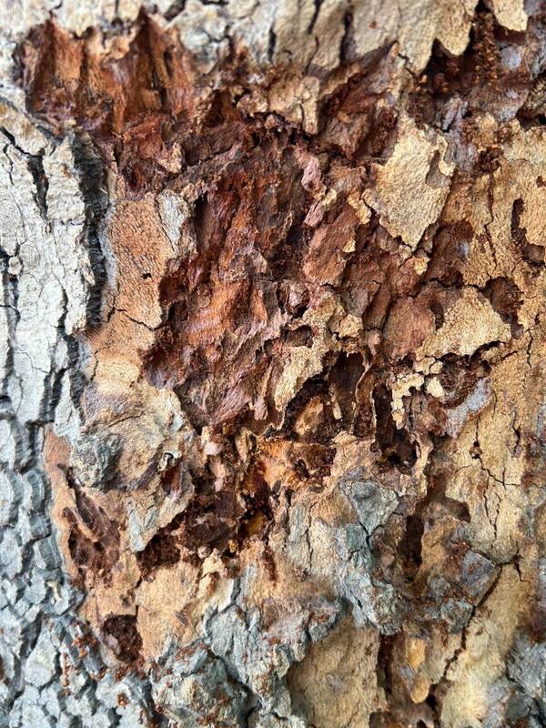 حمله حشرات چوبخوار به درختان چنار تهران