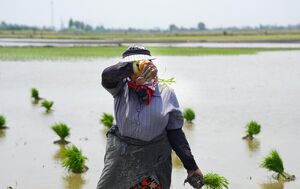 عکس/ لاله آباد قطب برنج ایران