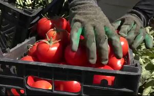 فیلم/ آغاز برداشت گوجه‌فرنگی در کامیاران کردستان