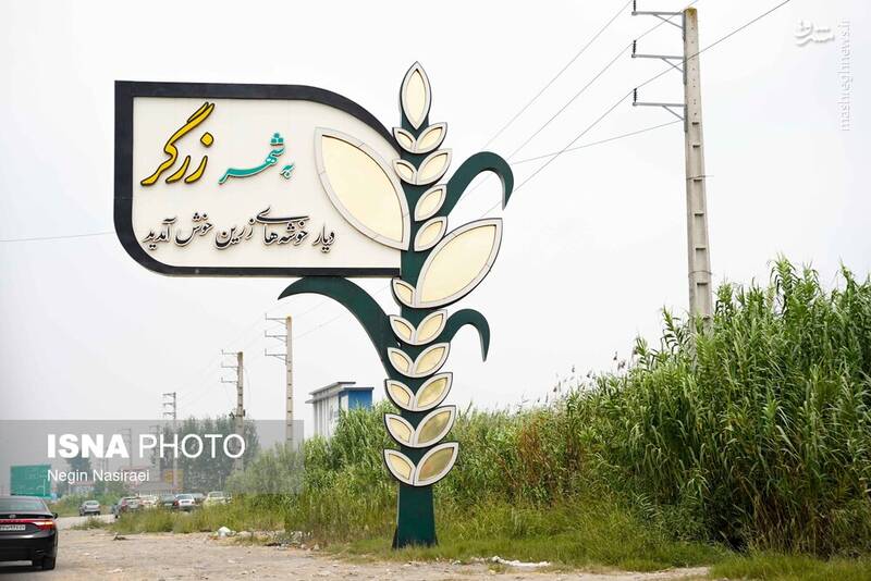 عکس / لاله آباد قطب برنج ایران