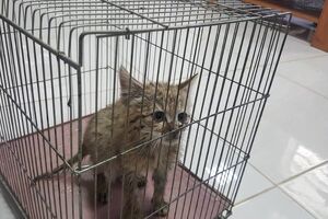 افزایش حمله گربه ها به شهروندان تهرانی