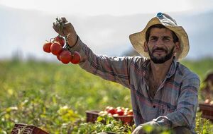برداشت گوجه‌فرنگی در کامیاران
