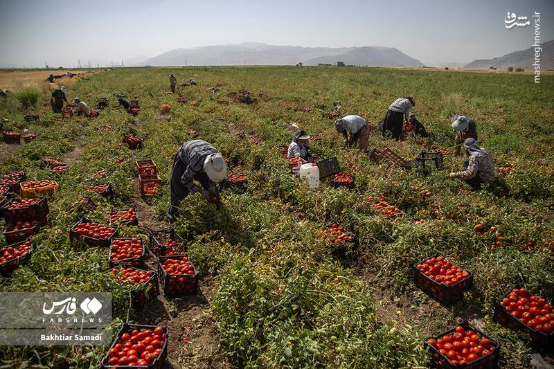 عکس / برداشت گوجه‌فرنگی در کامیاران