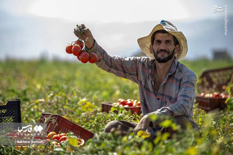 عکس / برداشت گوجهفرنگی در کامیاران 2