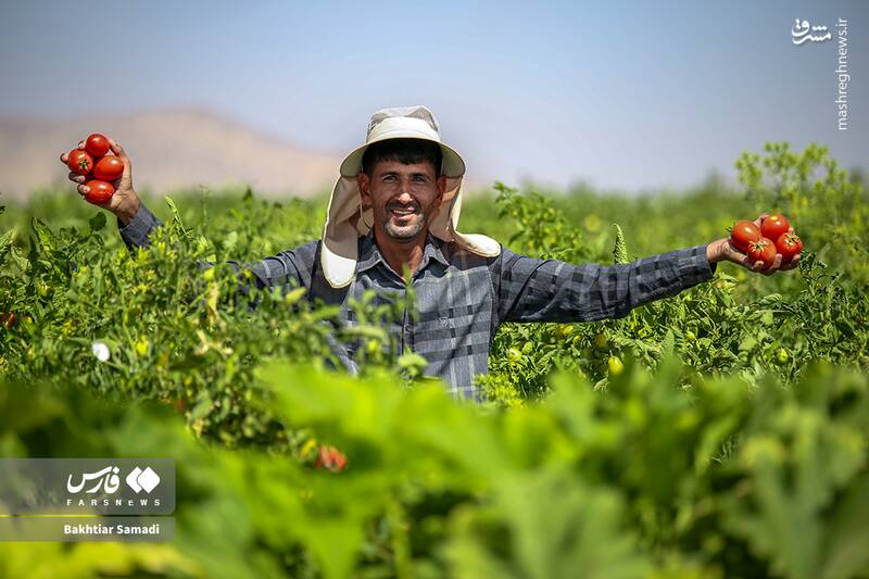 عکس / برداشت گوجهفرنگی در کامیاران 3