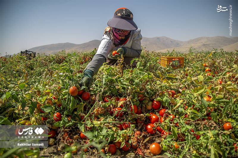 عکس / برداشت گوجهفرنگی در کامیاران 5