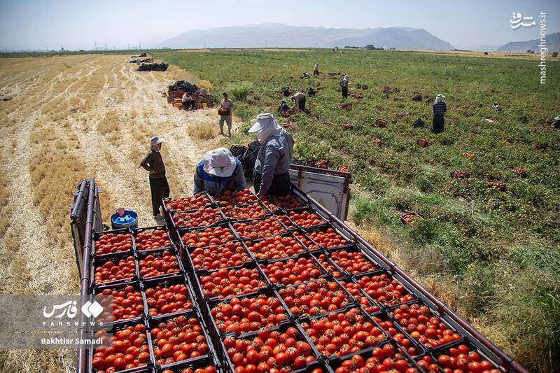 عکس / برداشت گوجهفرنگی در کامیاران 14