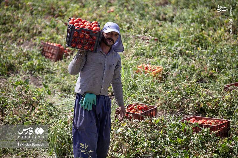 عکس / برداشت گوجهفرنگی در کامیاران 9
