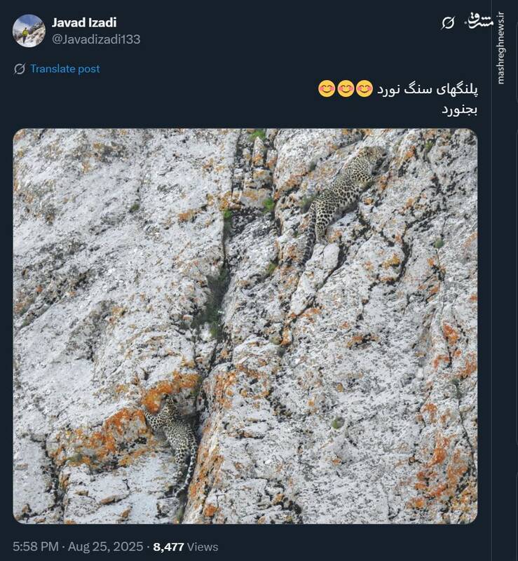 تصویری تماشایی از پلنگهای سنگنورد!