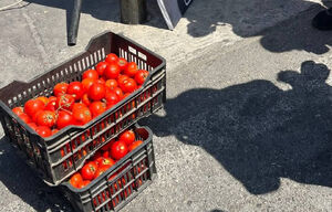 صندوق‌های گوجه آماده استقبالی عظیم از نماینده ترامپ