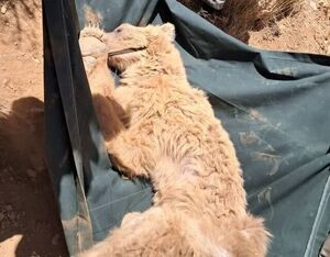نجات خرس زخمی از ارتفاعات کوه‌خرسی مرودشت فارس