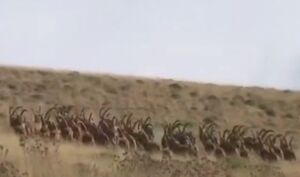 تصاویری زیبا از کل و بز وحشی در مازندران