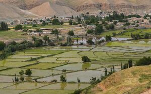 عکس/ شالیزارهای کلات نادری