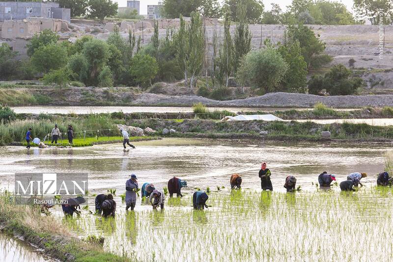 عکس / شالیزارهای کلات نادری 2