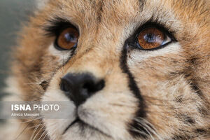 یوزپلنگ در لبه پرتگاه انقراض