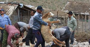عکس/ پشم‌چینی سنتی گوسفندان در  مناطق کوهستانی چالوس