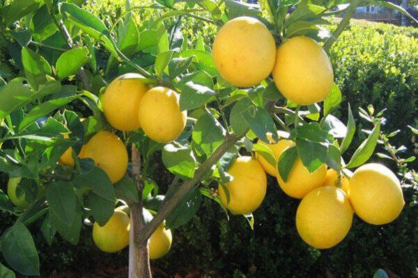 راز سلامتی در قطرههای ترش لیمو 4