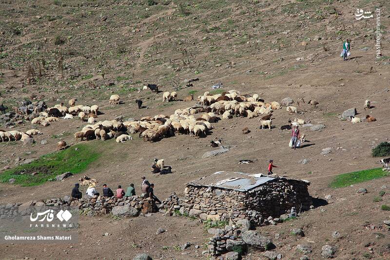 عکس / پشم‌چینی سنتی گوسفندان در مناطق کوهستانی چالوس
