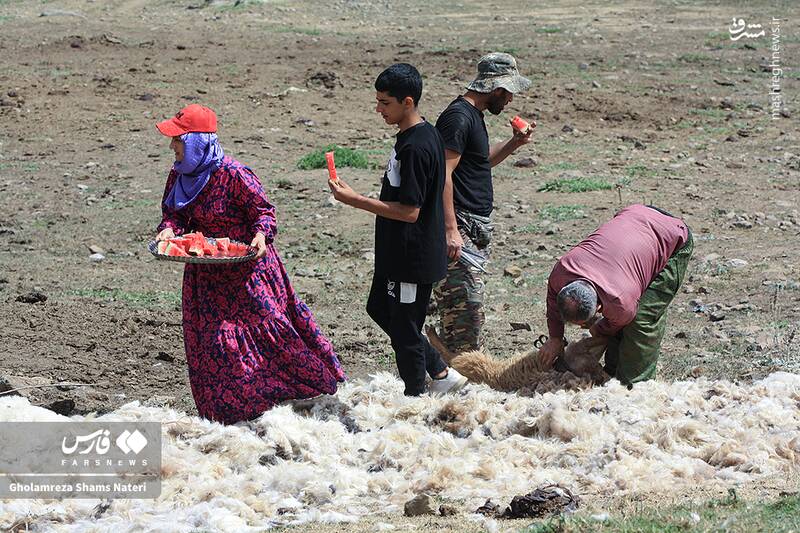 عکس / پشمچینی سنتی گوسفندان در مناطق کوهستانی چالوس 25