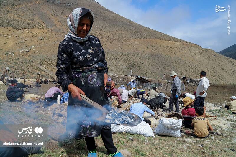 عکس / پشمچینی سنتی گوسفندان در مناطق کوهستانی چالوس 24