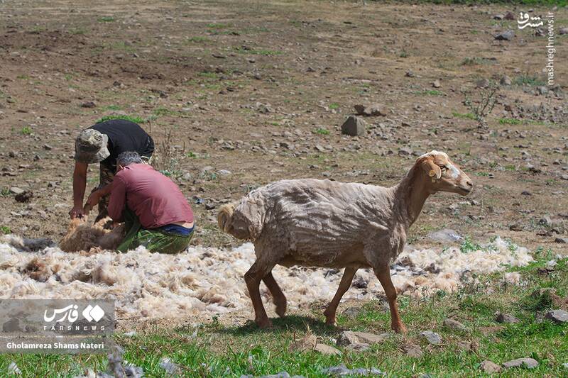 عکس / پشمچینی سنتی گوسفندان در مناطق کوهستانی چالوس 23