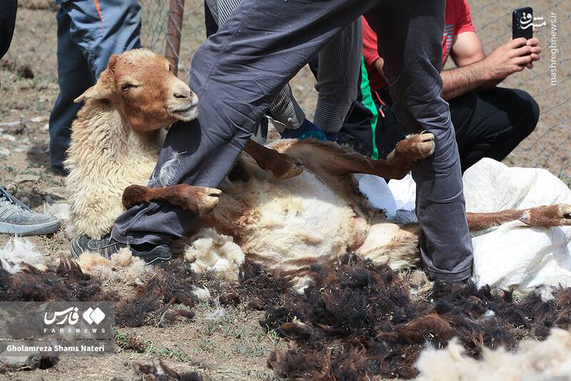 عکس / پشمچینی سنتی گوسفندان در مناطق کوهستانی چالوس 22