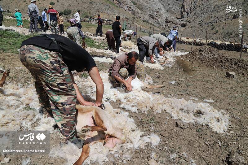 عکس / پشمچینی سنتی گوسفندان در مناطق کوهستانی چالوس 20