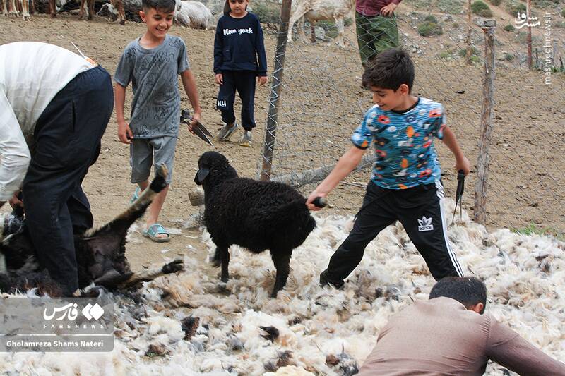 عکس / پشمچینی سنتی گوسفندان در مناطق کوهستانی چالوس 19