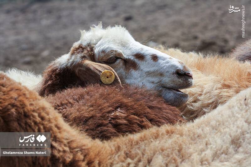 عکس / پشمچینی سنتی گوسفندان در مناطق کوهستانی چالوس 18