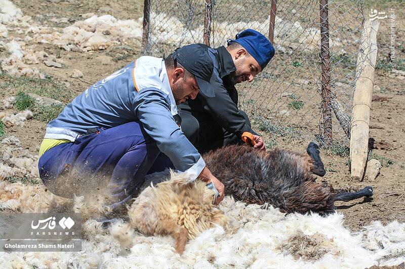 عکس / پشمچینی سنتی گوسفندان در مناطق کوهستانی چالوس 16