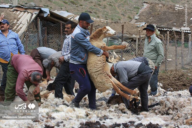 عکس / پشمچینی سنتی گوسفندان در مناطق کوهستانی چالوس 15