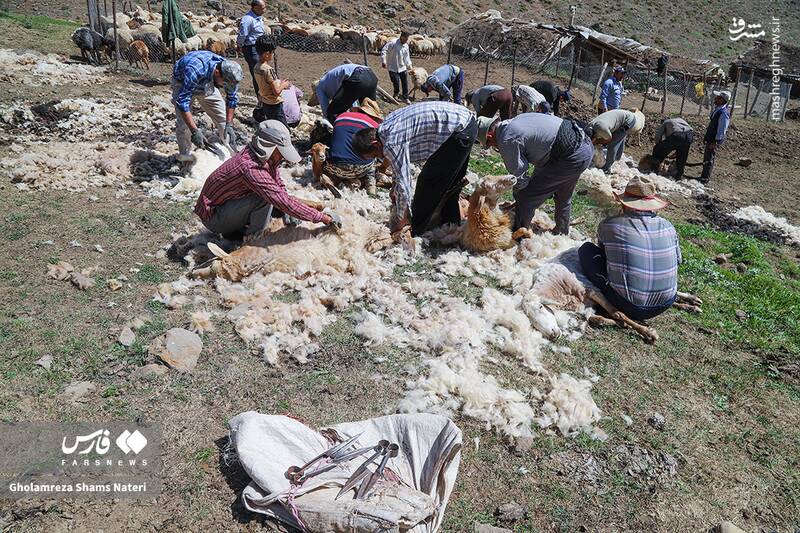 عکس / پشمچینی سنتی گوسفندان در مناطق کوهستانی چالوس 14