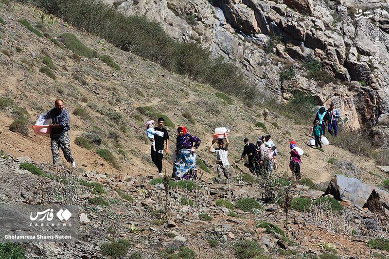 عکس / پشمچینی سنتی گوسفندان در مناطق کوهستانی چالوس 13