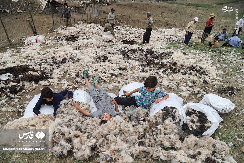 عکس / پشمچینی سنتی گوسفندان در مناطق کوهستانی چالوس 12