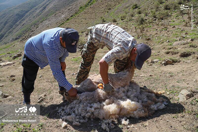 عکس / پشمچینی سنتی گوسفندان در مناطق کوهستانی چالوس 11